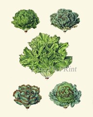 Salad Leaf Botanical Wall Art Set of 12 Prints Beautiful Antique Unframed