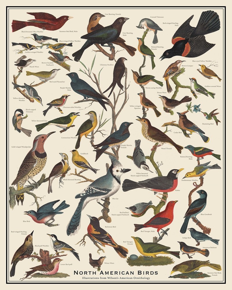 North American Birds 16 x 20 Bird Identification Vintage Style Poster