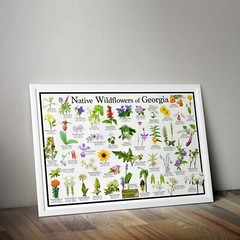 Native Wildflowers of Georgia Flower Identification Poster | Flower ID Guide