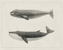Vintage Oil Painting Whale Naturalist Illustration Canvas Artwork Decor