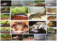 AQUALOG – Fold Poster NEW LDA-Numbers – Catfish, Loricariidae, Pleco