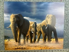 African Elephants 16 x 20 Poster Licensed Reprint Wildlife Wall Art