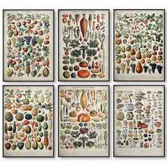 Vintage Vegetable Fruit Mushroom Poster Canvas Print Botanic Science Kitchen H.Q