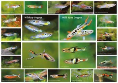AQUALOG – Fold Poster – Wild Type Guppies