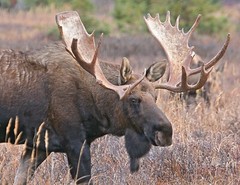 MOOSE BULL GLOSSY POSTER PICTURE PHOTO PRINT elk deer antlers cow Canada