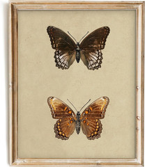 Vintage Butterfly Wall Art, Retro Butterfly Illustration Canvas Print, Neutral V