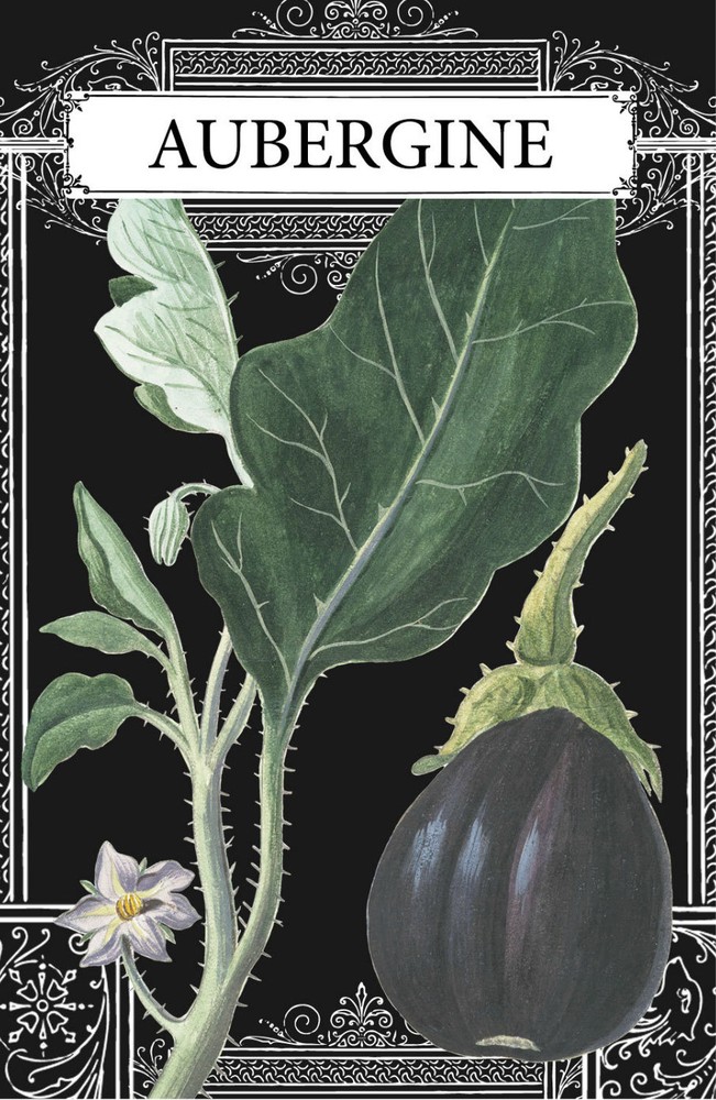 Eggplant Drawing, Eggplant French, French Eggplant, Aubergine 4 x 6″ – 16 x 24″