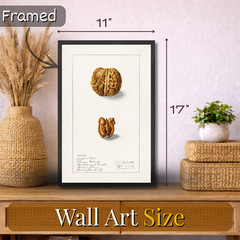 Vintage Walnut Illustration Poster Framed 11×17 Botanical Kitchen Decor Wall Art