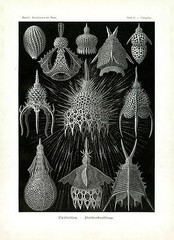Ernst Haeckel Sea Plankton Scientific Illustration Marine Plankton Life Drawing