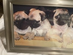 CUTE PUG GLOSSY POSTER PICTURE PHOTO BANNER PRINT cool dogs puppy funny fun