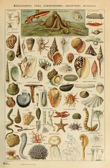 Mollusques Mollusks Shellfish Octopus Cottagecore Art Print Poster 12×18