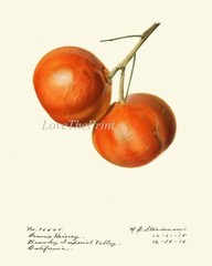 Orange Citrus Fruit Botanical Wall Art Set of 9 Prints Kitchen Dining Unframed