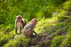 Rhesus Macaques Monkeys India Forest Photo Art Print Poster 18×12