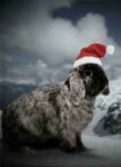 CHRISTMAS BUNNY GLOSSY POSTER PICTURE PHOTO rabbit bunnies hat snow portrait 612