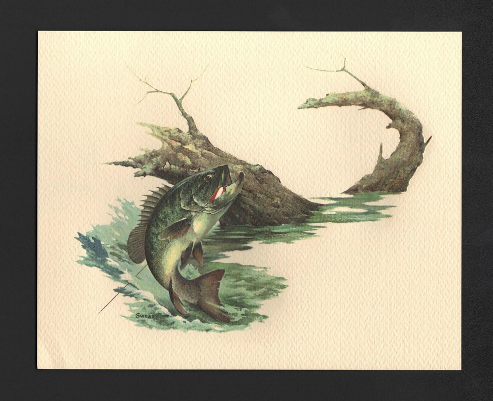 *Vintage* 1970’s FREDERICK SWENEY Wildlife 3-D EMBOSSED Print BASS FISH NOS