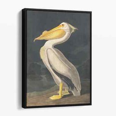 American White Pelican, Birds of America Audubon Painting Canvas Print Wall Art