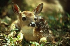 DEER FAWN GLOSSY POSTER PICTURE PHOTO cute baby antlers buck elk moose cool 814