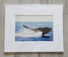 Wall Art Matte Framed Nature Photography Prints