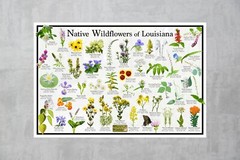 Native Wildflowers of Louisiana Flower Identification Poster / Name & Bloom Time
