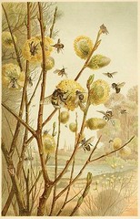 Honey Bees Extracting Nectar From Pussy Willow Branches In Spring Time Scenery