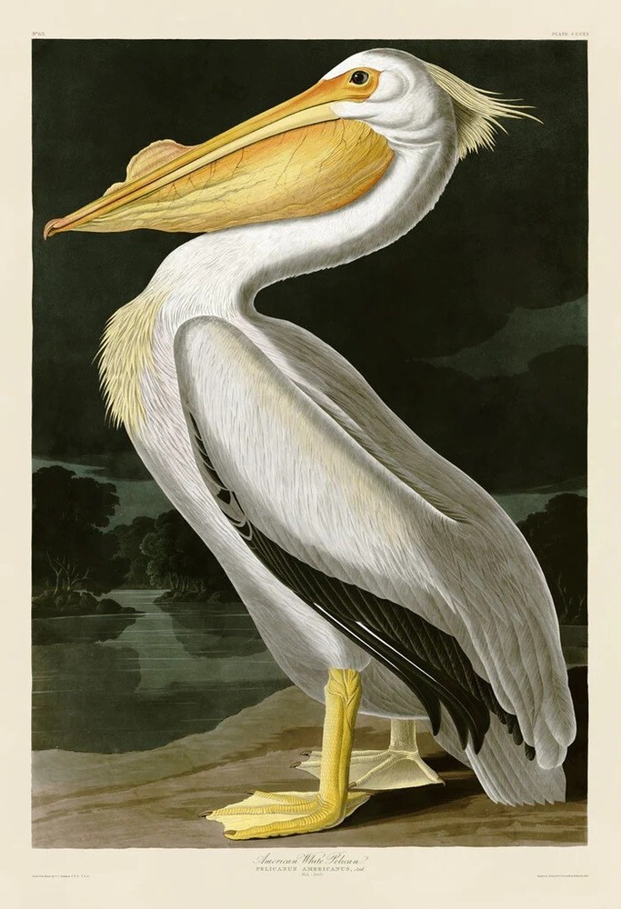American White Pelican, John James Audubon, Wall Art Print Poster 14″ x 11″40722