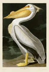 American White Pelican, John James Audubon, Wall Art Print Poster 14″ x 11″40722