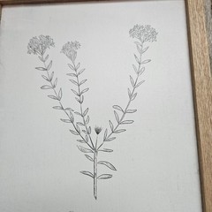 Pimelea Intermedia Framed Botanical Print Natural Wood Minimalist Wall Art 10×12