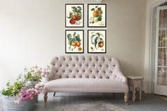 Fruit Botanical Wall Art Set 4 Prints Beautiful Vintage Antique Apple Unframed
