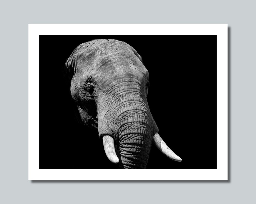 Africa Savanna ELEPHANT Photo Picture 8×10 11×14 16×20 w/Framed Option (W4)