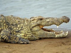NILE CROCODILE GLOSSY POSTER PICTURE PHOTO river alligator education gator 1596