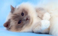 CUTE BIRMAN KITTEN GLOSSY POSTER PICTURE PHOTO cats kitty kitties decor wall 506