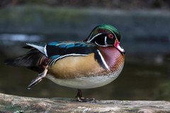 Adult Male Wood Duck on Log Photo Art Print Poster 24×36 inch