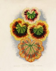 13416.Wall Decor Poster.Room Interior art design.Rare plant leaf. Geraniums