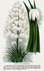 10291.Decor Poster.Room wall home art design.Garden Flower.Floral.Yucca plant
