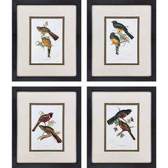 Gould 4 Piece Framed Canvas Transfer Animal Art Print 21 In. X 17 In.