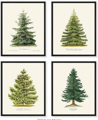 Set of 4 Evergreen Tree Botanical Wall Art Prints (No Frame Included)