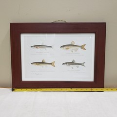 Fish Print Framed Minnow Species Illustration Natural History Cabin Wall Art