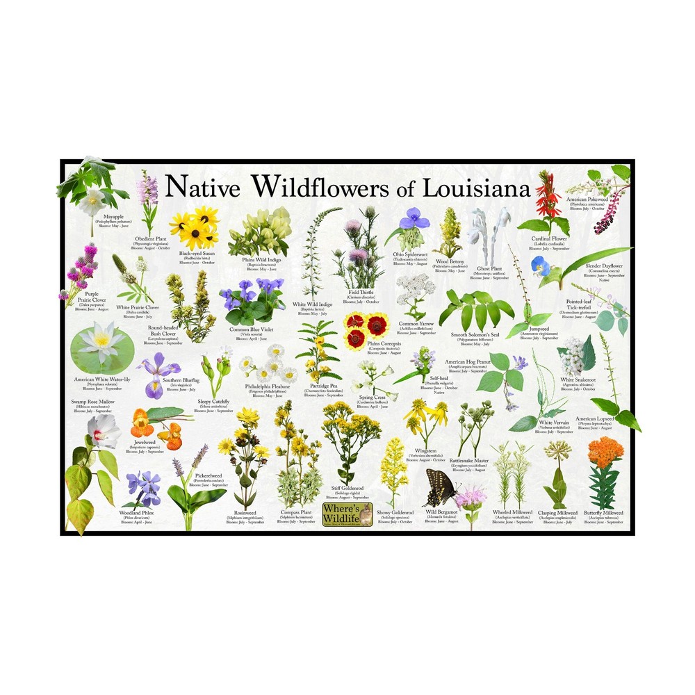 Native Wildflowers of Louisiana Flower Identification Poster / Name & Bloom Time