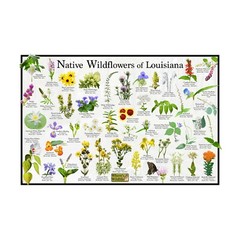 Native Wildflowers of Louisiana Flower Identification Poster / Name & Bloom Time