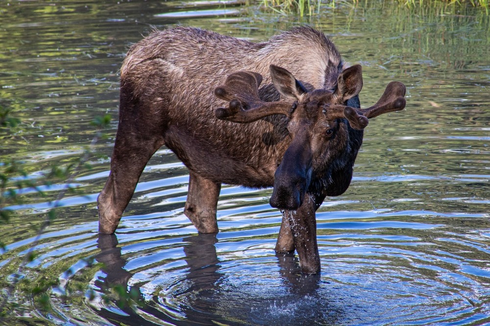 Moose in a mountain lake near Anchorage Alaska POSTER PICTURE PHOTO PRINT