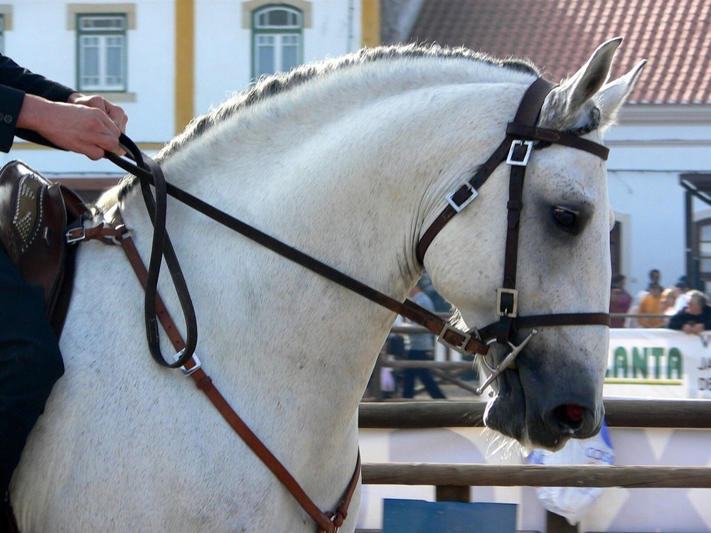 Lusitano White Horse GLOSSY POSTER PICTURE PHOTO PRINT BANNER 12904