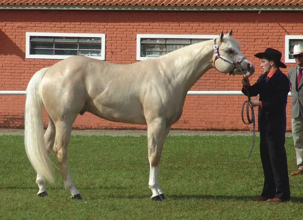 Palomino Horse and Trainer GLOSSY POSTER PICTURE PHOTO PRINT BANNER 12697