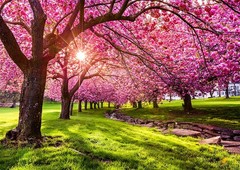 Cherry Tree Blossoms PREMIUM POSTER FILM PRINT HIGH QUALITY Thick paper