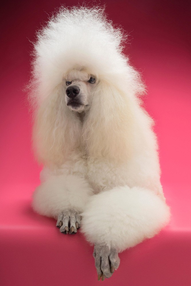 Fluffy White Standard Poodle Photo Art Print Poster 12×18