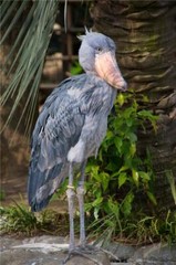 SHOEBILL STORK GLOSSY POSTER PICTURE BANNER PRINT PHOTO whale headed bird 7706