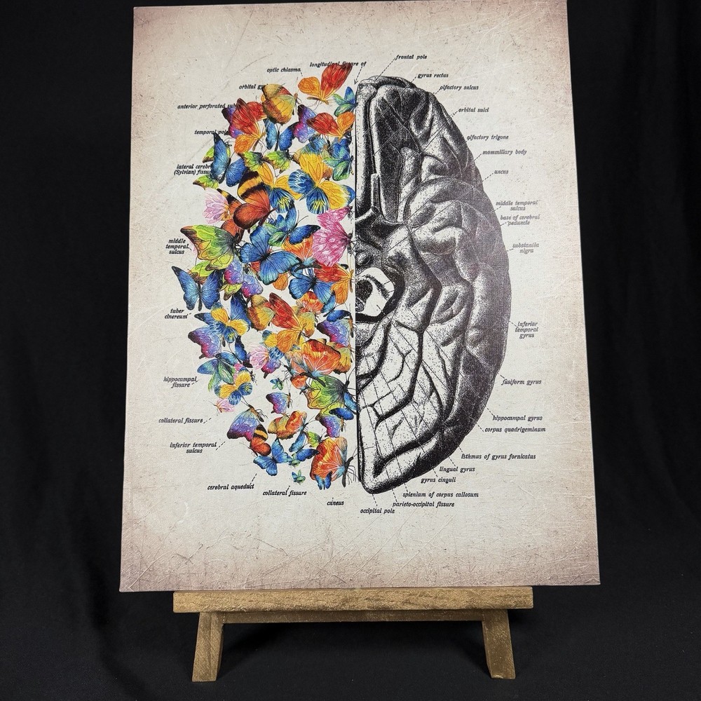 Brain Art Butterfly Anatomy Canvas Wall Art Human Canvas Print 15 X 11.5 Inch