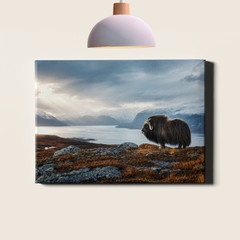 Musk ox in fjord mountain landscape Poster Print rugged wildlife photo style