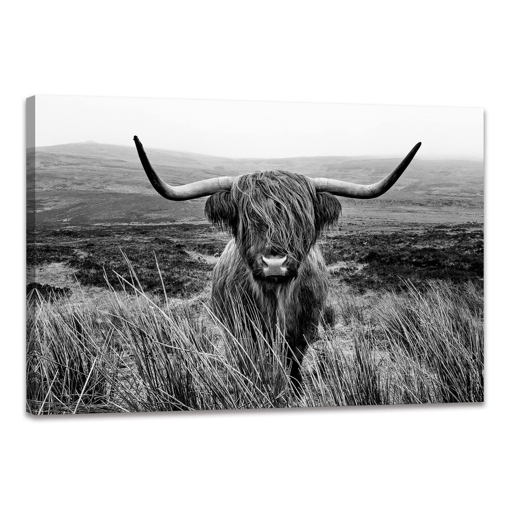 Highland Cow Wall Art Black and White Animal Wall Decor Canvas Cow Picture Hi…