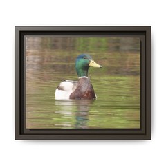 Mallard Duck Photography Matte Canvas Framed