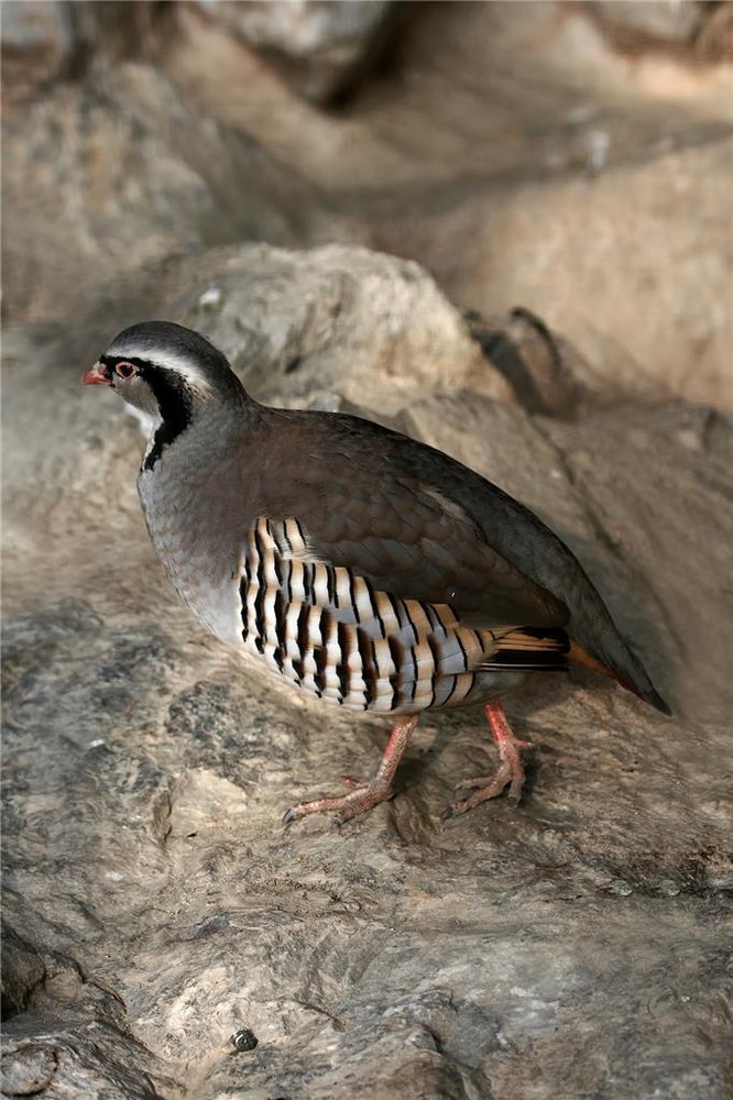 PATRIDGE ROCK BIRD GLOSSY POSTER PICTURE PHOTO BANNER PRINT 9278
